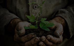 man hands holding a green young plant